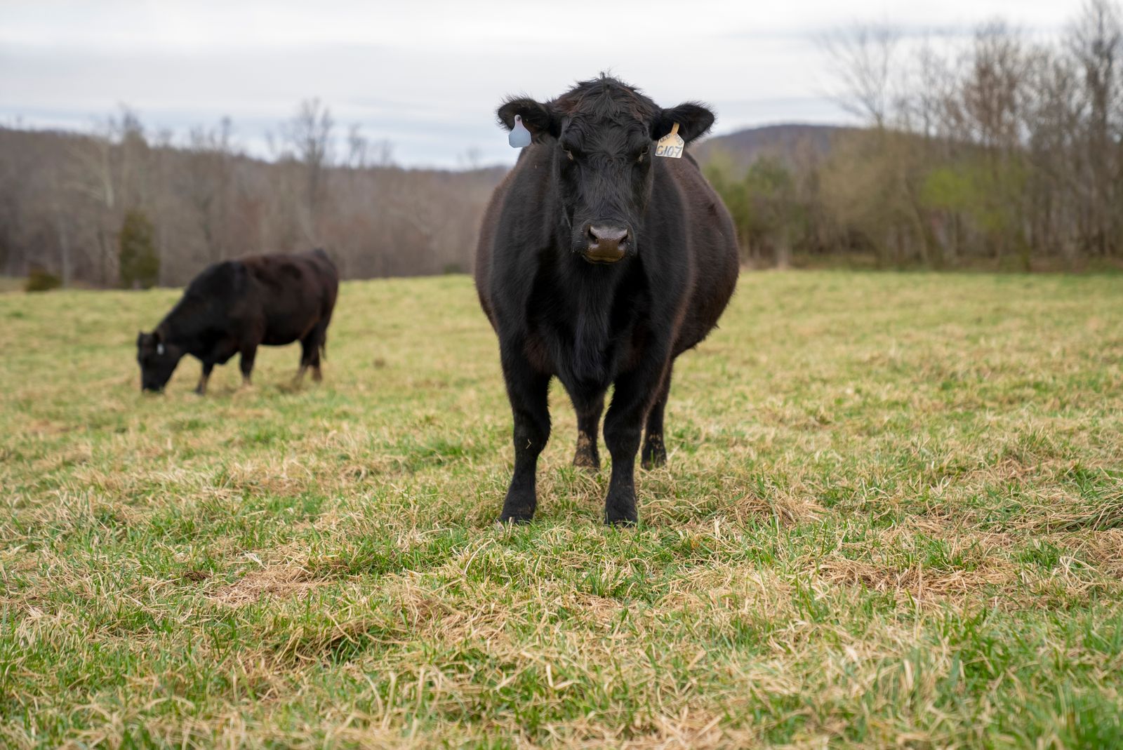 Bovins Black Angus au pâturage, race de bœuf d'origine écossaise