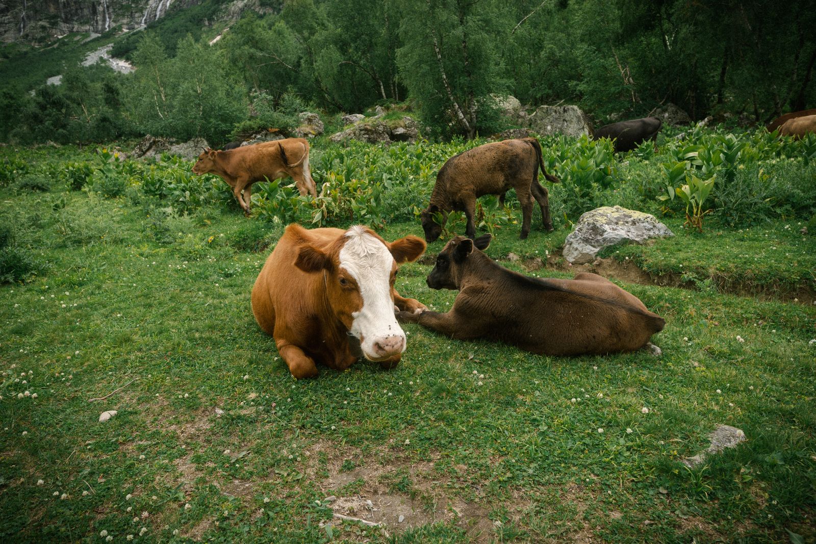 Bovins en élevage extensif à l'herbe, provenance et traçabilité de la viande