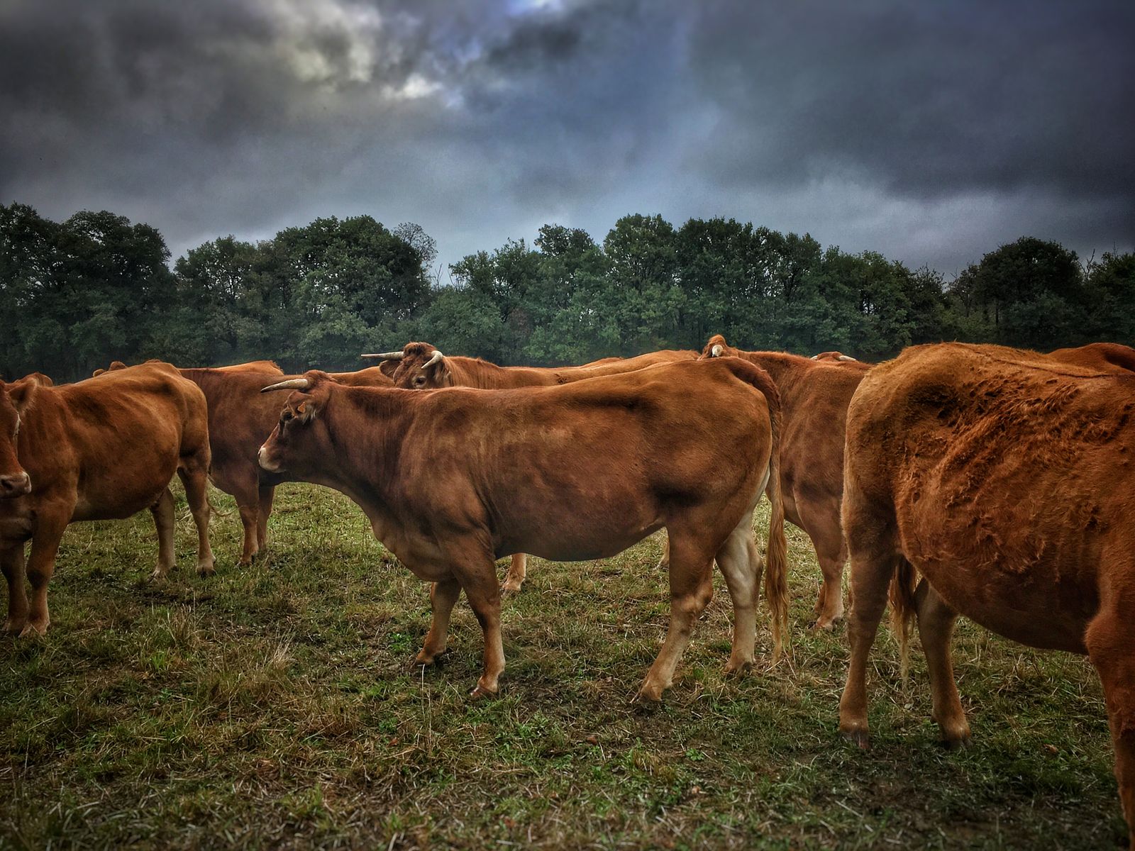 Troupeau de bovins au pâturage, terroir et provenance de la viande de bœuf